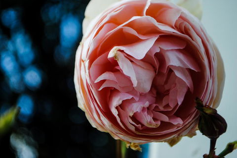 Bed Of Roses - Hotel VIC 36