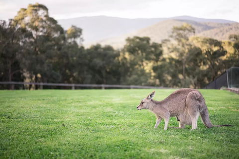 Kangaroo Manor - Hotel VIC 29