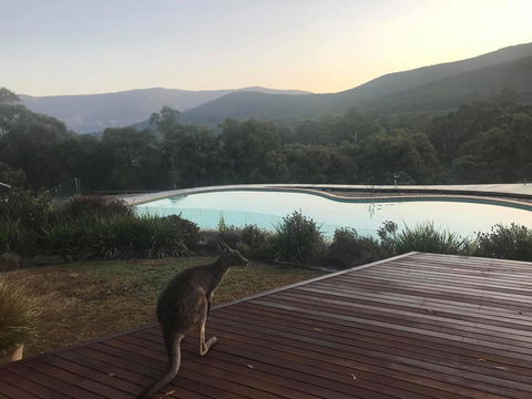 Kangaroo Manor - Hotel VIC 8