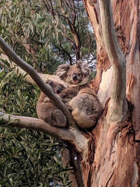 Kangaroo Manor - Hotel VIC 9