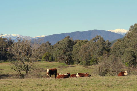 3 Bells Alpine Cottage - Hotel VIC 21