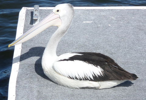 Gaia On Bribie Island - Hotel VIC 42