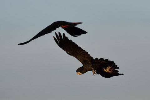 Ironbark House - Hotel VIC 2