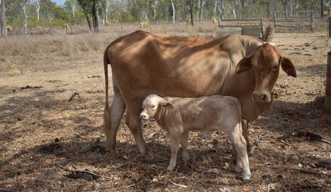 Ironbark House - Hotel VIC 27