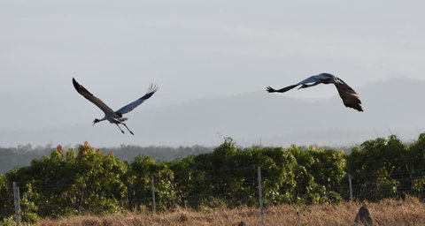 Ironbark House - Hotel VIC 35