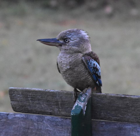 Ironbark House - Hotel VIC 4