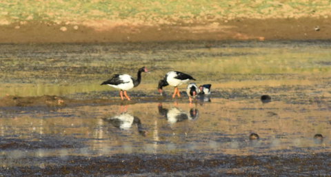 Ironbark House - Hotel VIC 34