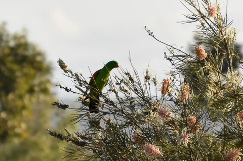 Ironbark House - Hotel VIC 29