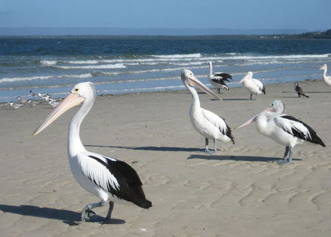 Fairways Golf & Beach Retreat Bribie Island - Hotel VIC 3