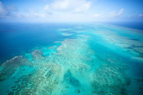 Coral Tree Inn - Hotel VIC 37