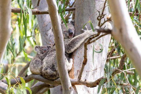 A Quiet Unit Overlooking A Reserve - Hotel VIC 0