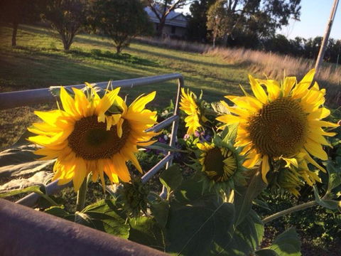 Abington Farm B & B - Hotel VIC 4