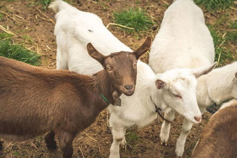 Altitude - A Tiny House Experience In A Goat Farm By Tiny Away - Hotel VIC 2