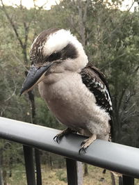 Book Tallebudgera Accommodation Vacations Hotel VIC Hotel VIC