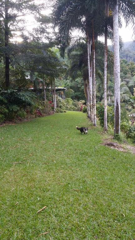 A Daintree Garden - Hotel VIC 1