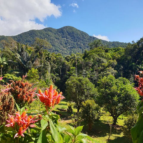 A Daintree Garden - Hotel VIC 3