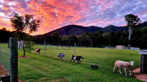 Fig Tree Farm B&B Highvale-Farmstay Near Brisbane! - Hotel VIC 4