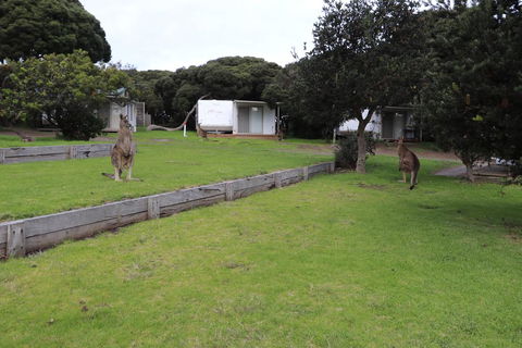 Anglesea Family Caravan Park - Hotel VIC 3