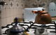 Moroccan 1001 Nights Hideaway - thumb 3
