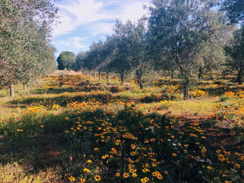 Olive Grove Retreat 1 By Tiny Away - Hotel VIC 3