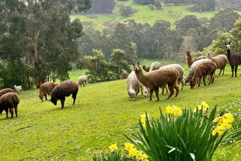 Pennyroyal Otways Retreat with Hotel VIC