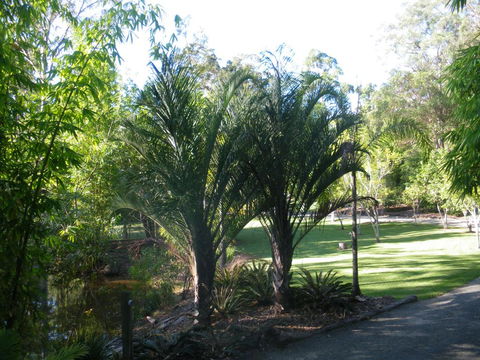 BoBRENE On Tamborine Nude Retreat - Quaint Cottage - Hotel VIC 2