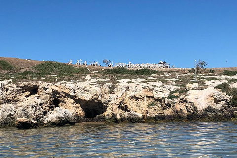Penguin Island And Fremantle - Canoe, Chocolate & Coffee - Hotel VIC 5