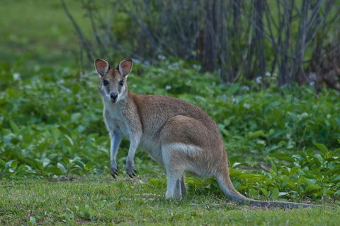 Cairns 4WD Waterfall And Rainforest Tour Including Kuranda Scenic Railway - Hotel VIC 2