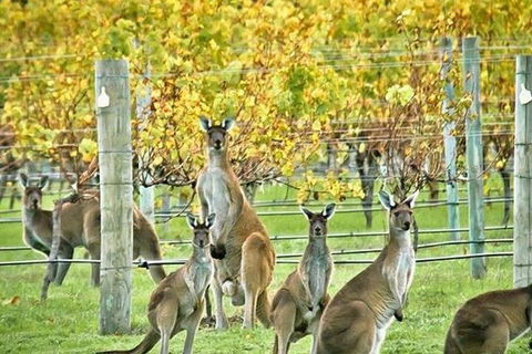 Three Day Charter Margaret River Region (inbound Melbourne Travelers) - Hotel VIC 5