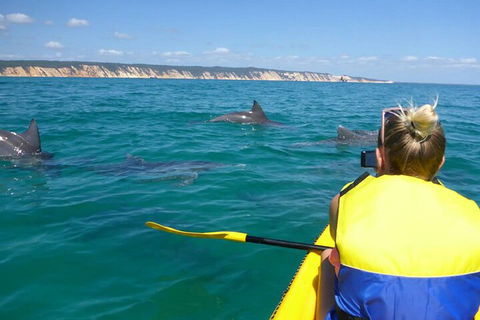 Kayak With Dolphins And 4WD Great Beach Drive Day Trip From Noosa - Hotel VIC 1