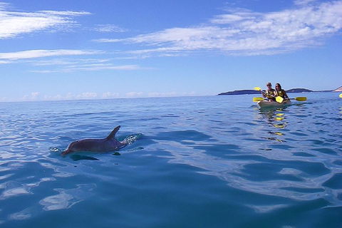 Kayak With Dolphins And 4WD Great Beach Drive Day Trip From Noosa - Hotel VIC 2