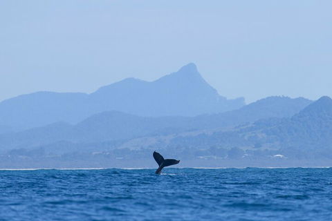 The Byron Bay Sea Kayak Tour - Hotel VIC 0