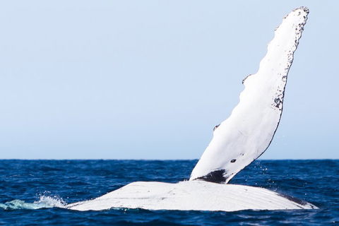 2-Hour Guided Whale Watching Tour At Noosa - Hotel VIC 0