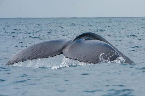 2-Hour Guided Whale Watching Tour At Noosa - Hotel VIC 1