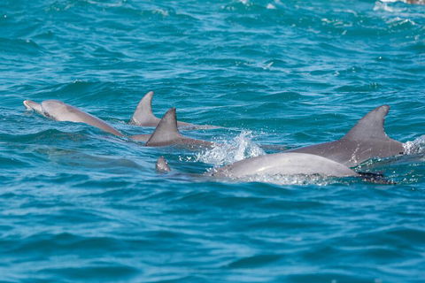 2-Hour Guided Whale Watching Tour At Noosa - Hotel VIC 2