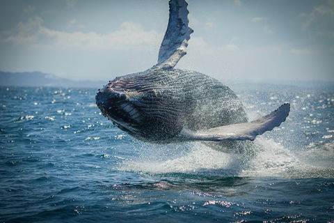 2-Hour Guided Whale Watching Tour At Noosa - Hotel VIC 3