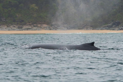 2-Hour Guided Whale Watching Tour At Noosa - Hotel VIC 5