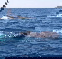 Noosa Whale Watching - Hotel VIC