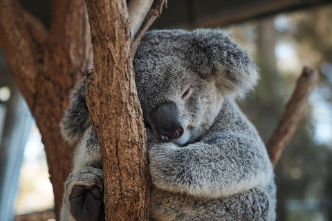 Sydney Taronga Zoo General Entry Ticket - Hotel VIC 3
