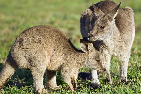 LGBT+ Friendly Full Day Phillip Island Private Tour - Hotel VIC 3