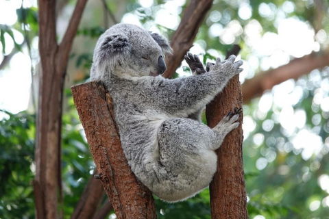 Small-Group Blue Mountains Tour With A Local Guide - Hotel VIC 2