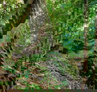 Private Daintree Mossman Gorge Exclusive Nature and Wildlife Focus - Hotel VIC
