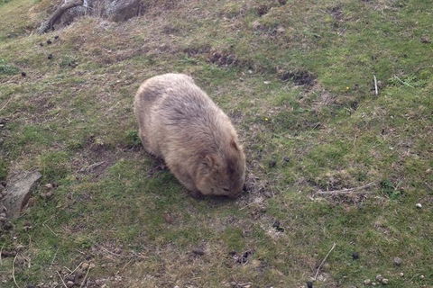 Hobart Minibus Full-Day Private Tour - Hotel VIC 3