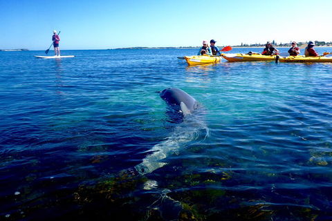 Penguin And Seal Islands Sea Kayaking Experience - Hotel VIC 0