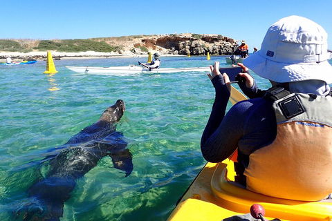 Penguin And Seal Islands Sea Kayaking Experience - Hotel VIC 2