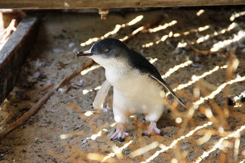 Penguin And Seal Islands Sea Kayaking Experience - Hotel VIC 3