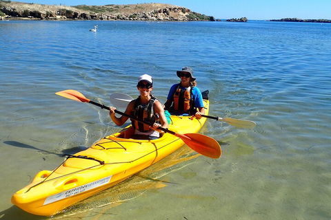 Penguin And Seal Islands Sea Kayaking Experience - Hotel VIC 5