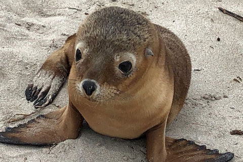 Kangaroo Island Scenic Trail Tour - Hotel VIC 0