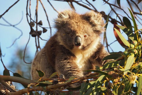 2-Hour Koala Walking Tour In Kangaroo Island - Hotel VIC 0