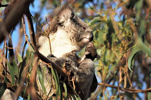 2-Hour Koala Walking Tour In Kangaroo Island - Hotel VIC 1